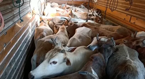 Nagaon: Cattle Laden Truck Seized, 4 Arrested