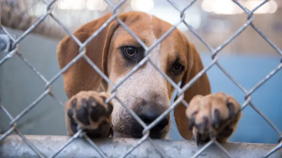 Animal Cruelty Will Soon Lead To ₹ 75k Fine Or Jail: Centre