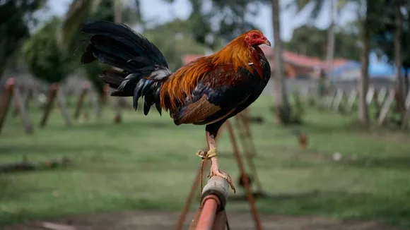 Man Killed By Rooster With Cockfight Blade In Telangana