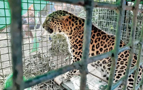Leopard Captured In Dibrugarh’s Bokpara Tea Estate