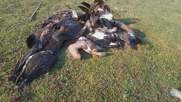 Tinsukia: 20 Critically Endangered Vultures Found Dead