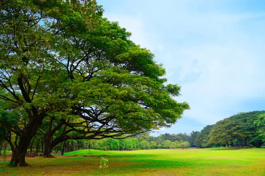 Value Of A Tree is ₹ 74,500 Multiplied By Its Age: SC Panel