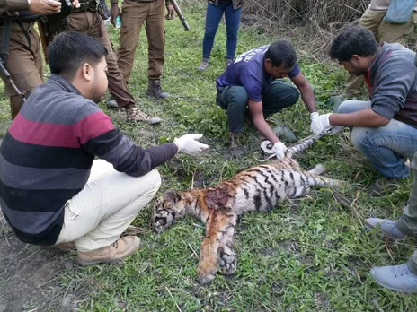 Tiger Cub Carcass Found In Kaziranga