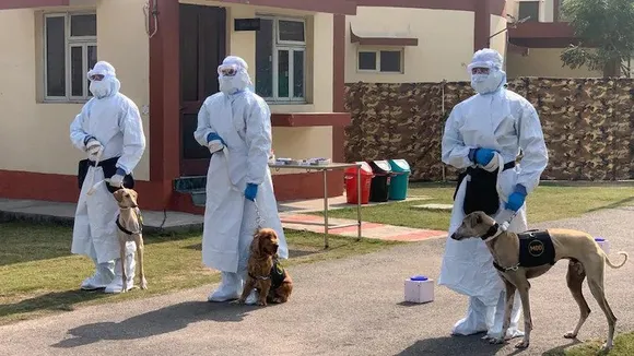 Specially Trained Indian Army Dogs To Detect COVID-19