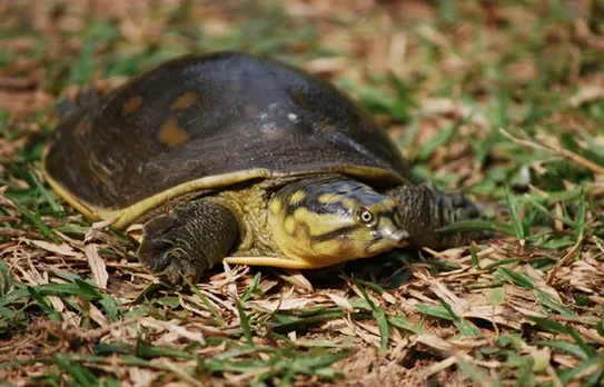 1,300 Smuggled Turtles Recovered In Kanpur