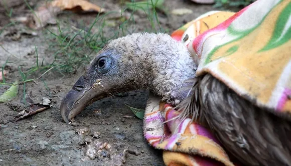 4 Carcasses Of Himalayan Griffon Vultures Found In Lakhimpur