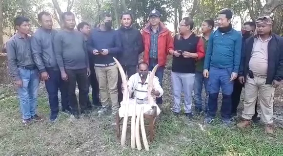 Chirang: Poacher Arrested With 6 Ivory Tusks