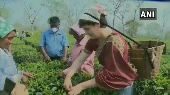 Priyanka Gandhi Plucks Tea Leaves With Workers In Biswanath