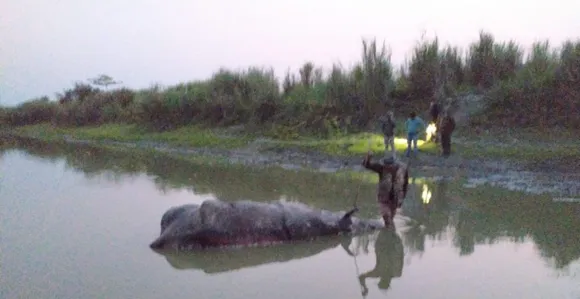 One-Horned Rhino Killed By Poachers In Kaziranga
