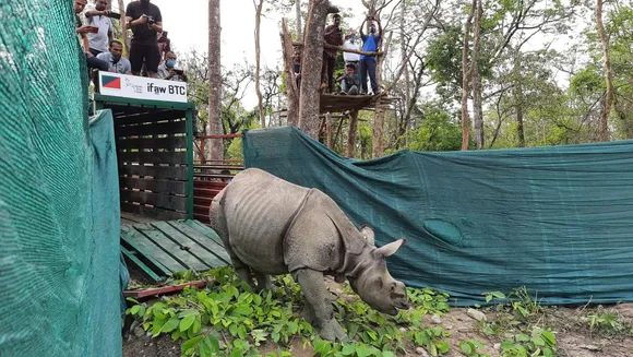 3 Rhino Calves Rescued in Assam Floods Released Into Wild
