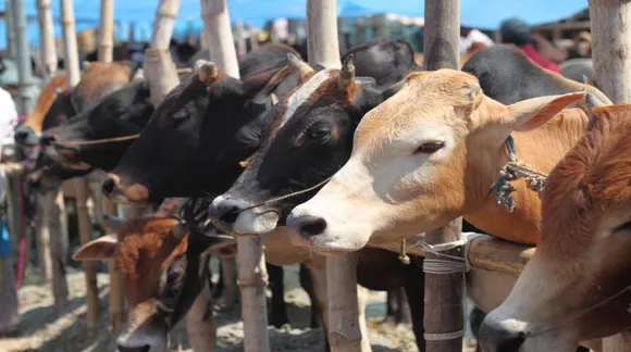 Maharashtra Police Seizes 8,000 Kg Of Beef Worth ₹8 Lakhs