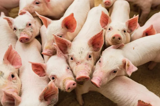 Swine Fever Kills 25,260 pigs in Mizoram, Causes Rs 121 Cr Loss