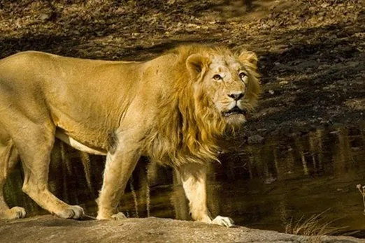 Another Lion Dies of SARS Covid-2 At Chennai Zoo