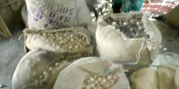 Darrang: Huge Consignment of Burmese Supari Seized