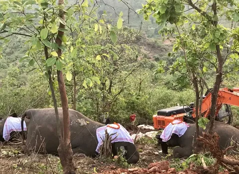 Last Rites Performed Of Elephants Killed In Lightning