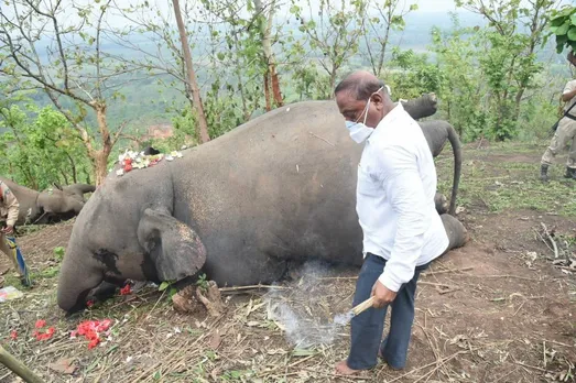 Nagaon |18 Elephants Killed by Lightning: Reports