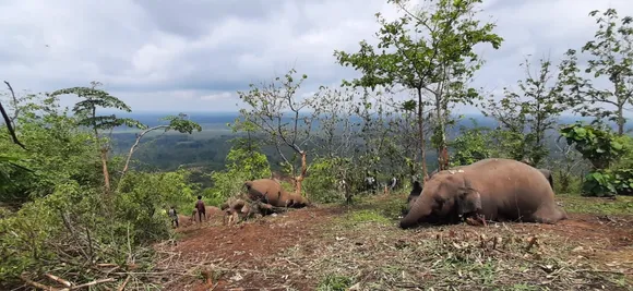 Nagaon | 18 Elephants Killed Due to Lightning: Experts Report