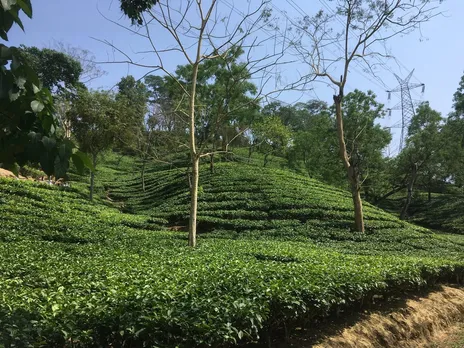 After 56 Years Hiatus, Tripura Wants Its Tea To Be Auctioned In Bangladesh
