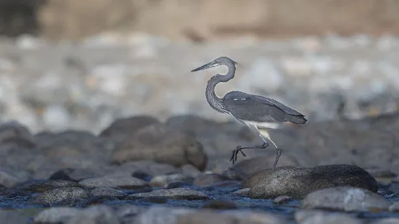 Rare White-Bellied Heron Spotted in Arunachal’s Walong