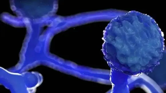 Aggressive Mass Testing After Two Black Fungus Cases Reported In Manipur