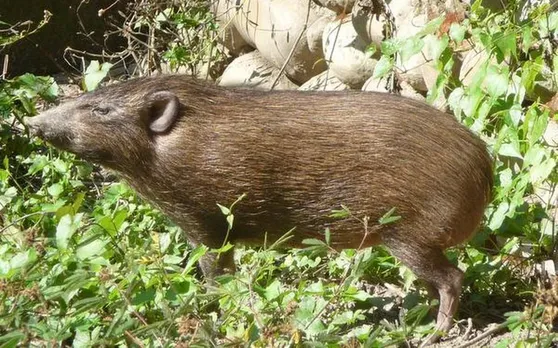 World’s Smallest Hog Released Into Wild In Manas