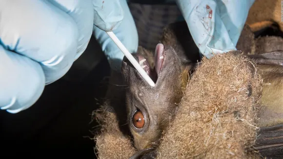 Chinese Researchers Find New Coronaviruses In Bats: Report