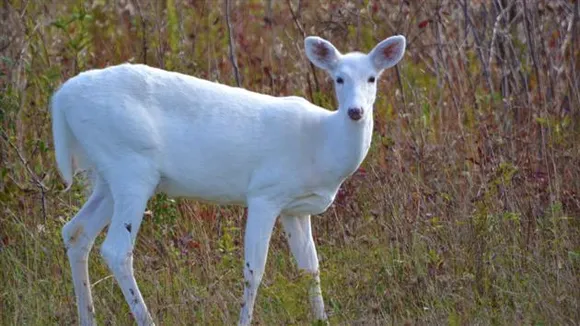 Rare White Hog Deer Spotted In Kaziranga