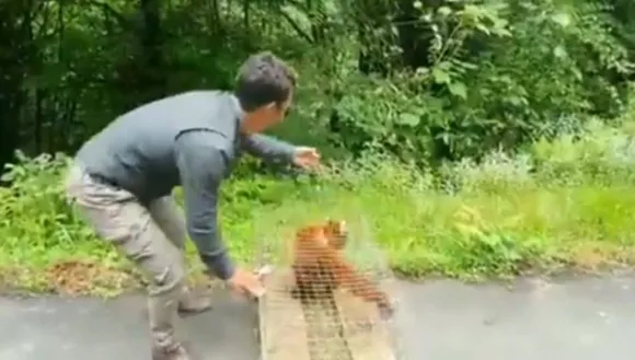 Endangered Red Panda Rescued And Released in Arunachal Pradesh