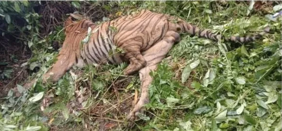 Tiger Killed By “Unwarranted Firing” At Kaziranga National Park