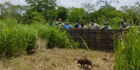 8 Pygmy Hogs Released in Manas National Park