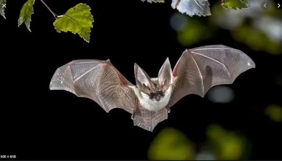 Concerning Lapses in Nagaland Bat Study: Centre