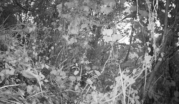 ‘Historic’ Image Of A Tiger In Mizoram’s Dampa Forest Goes Viral