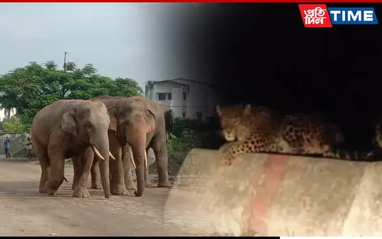 Wildlife Make it to Road Due to Increasing Human Habitation in Guwahati