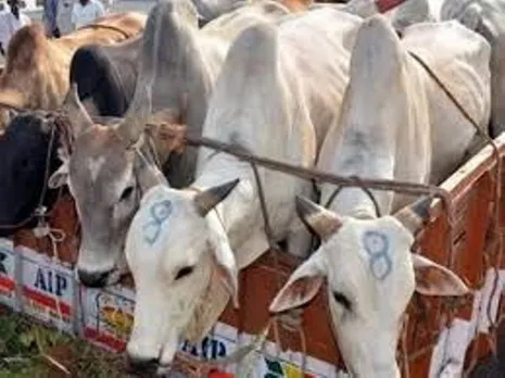 Assam Police Foils Cattle Smuggling Bid In Goalpara