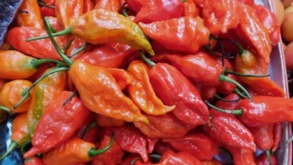 King Chilli ‘Raja Mircha’ from Nagaland exported to London for the 1st time