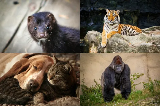 India to Allow Import of Animals after Negative COVID Reports