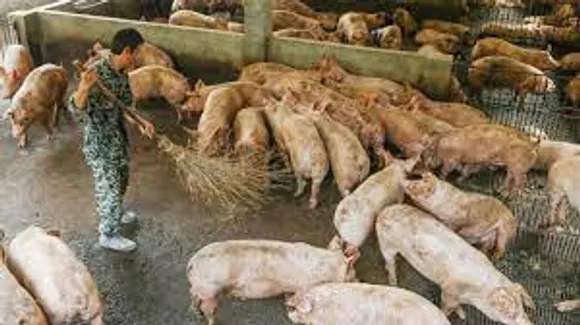 Mizoram: Over 10,000 Pigs Die of African Swine Fever