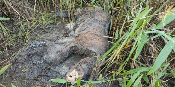 Decomposed Carcass Of Royal Bengal Tiger Recovered In Kaziranga National Park