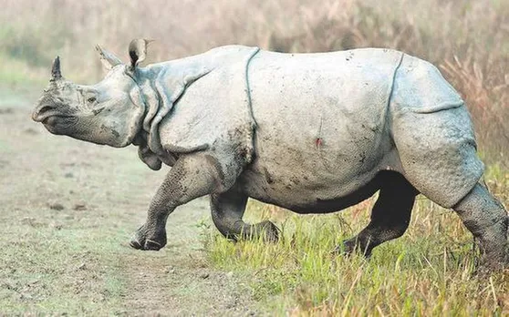 Kaziranga Forestguard Arrested For Hiding Rhino Horns