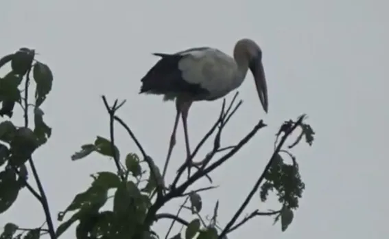 Sivasagar’s Dhanekhowa Village Is Home To Rare Asian Openbill Stork Since 12 Years