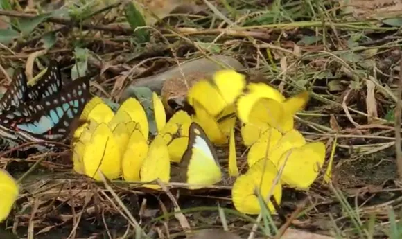 Hundreds Of Rare Species Butterflies Starts Breeding In Dehing Patkai