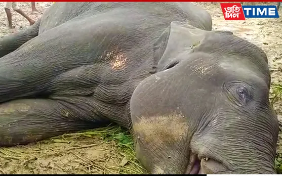 Wild Elephant Found Dead In Karbi Anglong, Poisoning Suspected