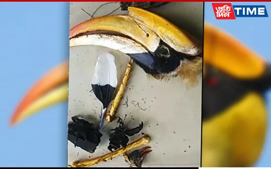 Dead Hornbill Parts Recovered In Baksa, 1 Held