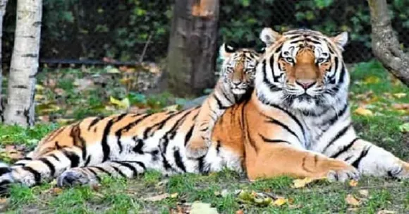 International Tiger Day 2021 – “Their Survival Is In Our Hands”