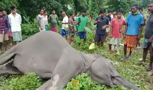 Assam: Two Elephants Electrocuted in Baksa