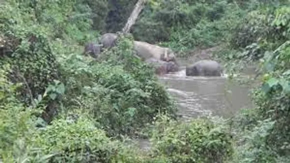 Arunachal Asks Assam To Check if Dehing Patkai Falls On Disputed Border