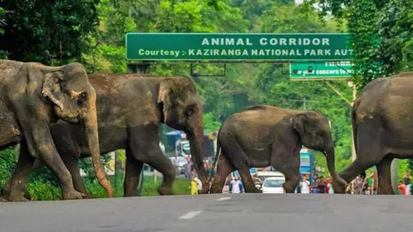 Kaziranga: Vehicles Travelling towards Lower Assam Asked to use North Bank