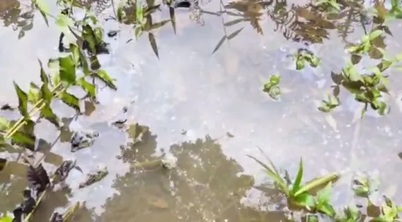 Oil Leakage From ONGC Damages Agricultural Land, Farms in Sivasagar