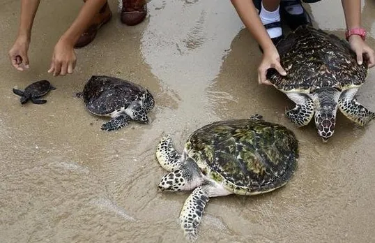 Assam Police Seizes Endangered Turtles In Mangaldai