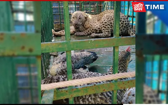 Sonari: Leopard Gets Stuck In Chicken Cage, Rescued